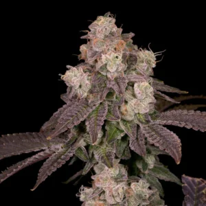 Buy Fritter Licker | Archive Seed Bank Regular Seeds
