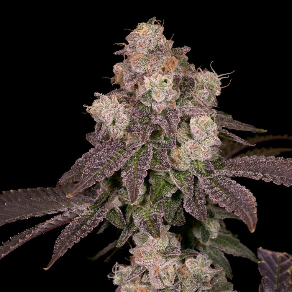 Buy Fritter Licker | Archive Seed Bank Regular Seeds