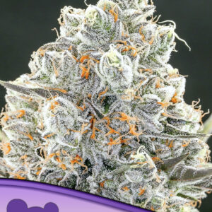 Original Gorilla #4 seeds