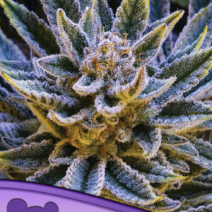 Pineapple Runtz Auto seeds