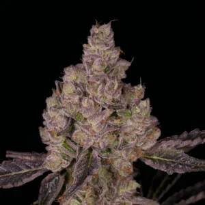 Buy Sherb Dosidos #18 x Dosidos | Archive Seed Bank Feminized Seeds