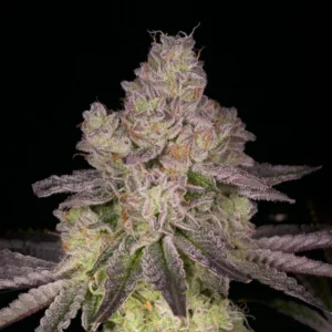 Buy Zsunami | Archive Seed Bank Regular Seeds