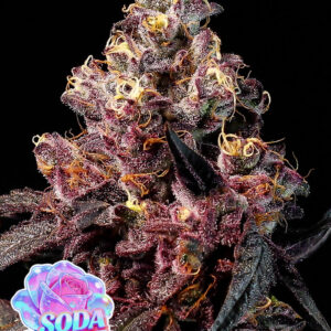 Soda Rose Auto seeds