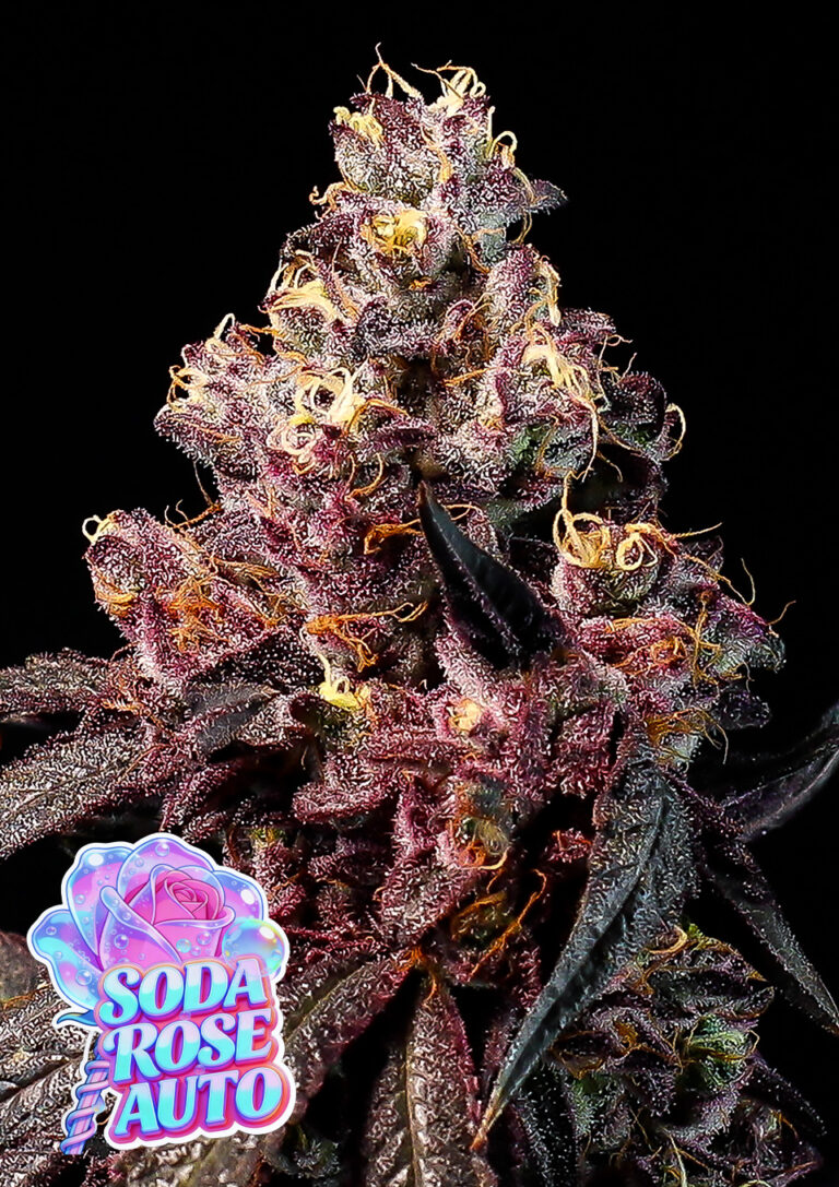 Buy Soda Rose Auto seeds