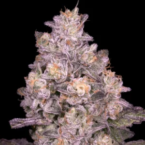 Buy Cake Face | Archive Seed Bank Regular Seeds