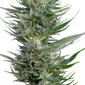 12 Bubble Gum by Serious Seeds Regular seeds