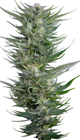 12 Bubble Gum by Serious Seeds Regular seeds