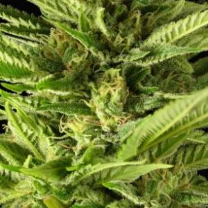 12 AK 47 by Serious Seeds Feminized Seeds
