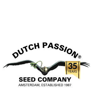 Dutch Passion Kerosene Krash Fem 10 seeds
