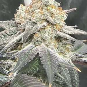 Buy Blue Berrymore | BlockHead Buds Feminized Seeds