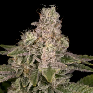 Buy Holy Roller | Archive Seed Bank Regular Seeds