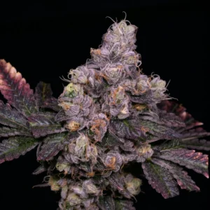 Dosi Cake | Archive Seed Bank Regular Seeds