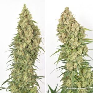 Dutch Passion Amsterdam Amnesia Fem 12 seeds