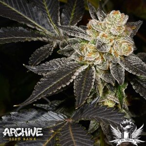 Z-Face from Archive Seed Bank Regular Seeds