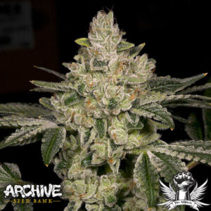 Tar from Archive Seed Bank Regular Seeds