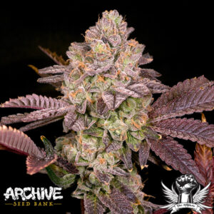Buy Moonbow 112 IX | Archive Seed Bank Regular Seeds