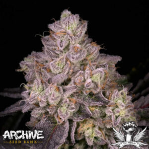 Buy Lemon Cane V2 | Archive Seed Bank Regular Seeds