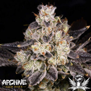 Buy Ice Cream Cone | Archive Seed Bank Regular Seeds