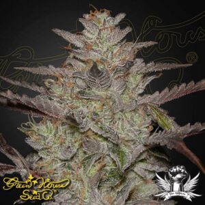 Green House Seeds: AlienZ AUTO