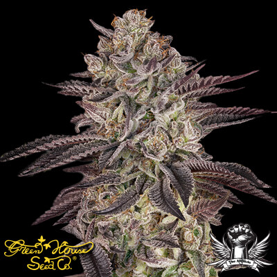 Green House Seeds: Biscotti AUTO