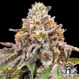 Green House Seeds Blue Haze x Gelato 41 AUTO