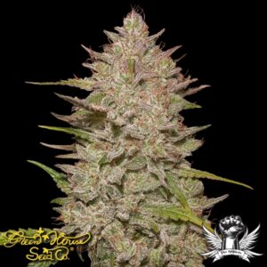 Green House Seeds: Chemical Candy AUTO