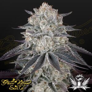 Green House Seeds: Francos Fullgas