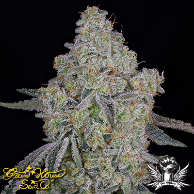 Green House Seeds: Honey Dipper