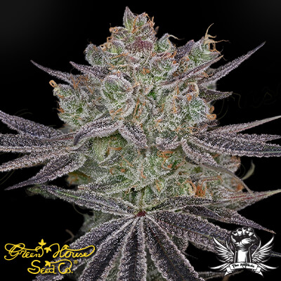Green House Seeds > Green House Seeds Papaya Sour Spritz