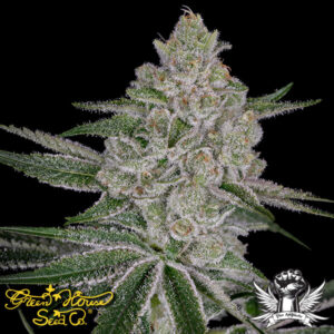 Green House Seeds Shishka Lemonade