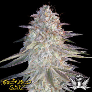 Green House Seeds Super Lemon Haze x Pink Candy
