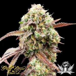 West Coast OG x Gelato 41 AUTO: Green House Seeds