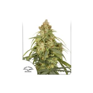 Dutch Passion Auto CBD-Victory Fem 10 seeds