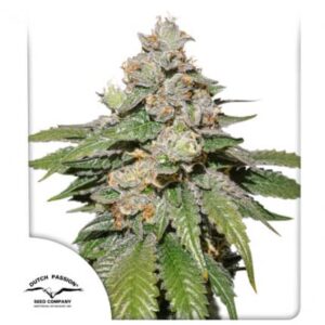 Dutch Passion Auto Mokum’s Tulip Fem 12 seeds