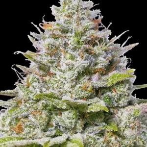 12 Jack 47 Fast Version by Sweet Seeds Feminized seeds