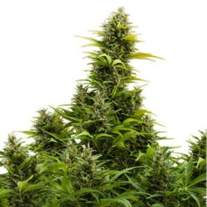 Buy Syrup AUTO | Buddha Seeds Autoflowering Seeds