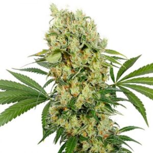 Buy Medikit CBD by Buddha Seeds Feminized Seeds