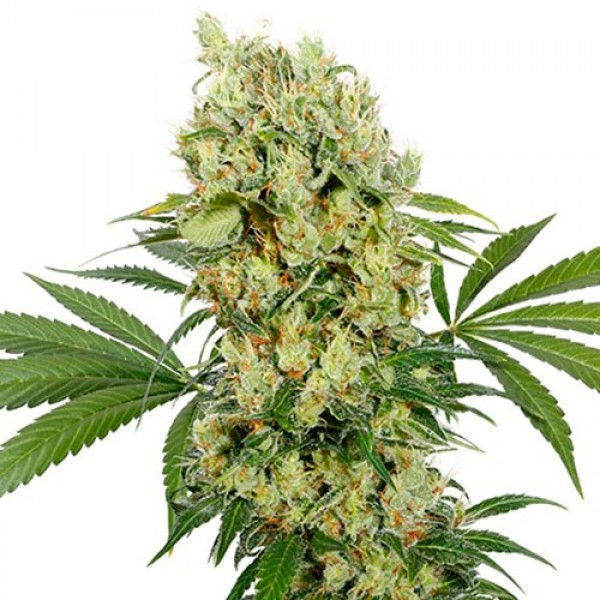Buy Medikit CBD by Buddha Seeds Feminized Seeds