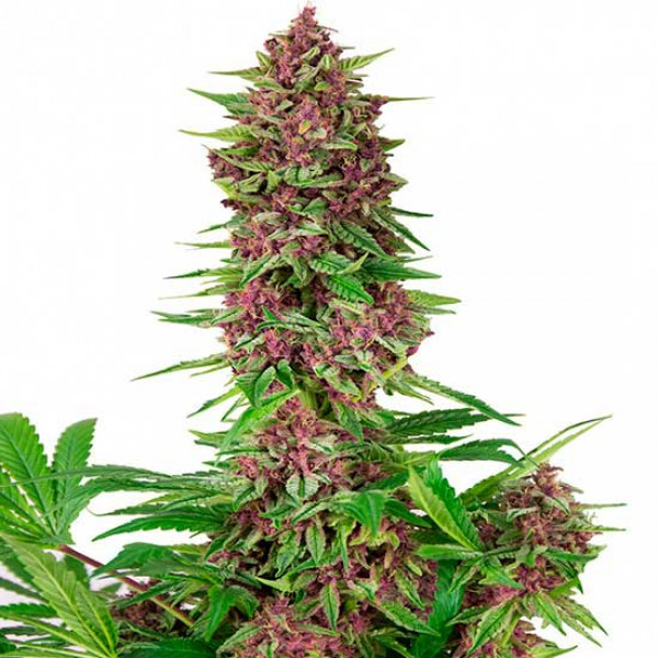 Buy Buddha Purple Kush AUTO | Buddha Seeds Autoflowering Seeds
