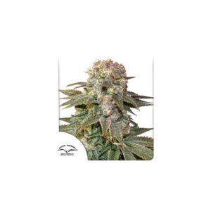Dutch Passion C-Vibez Fem 12 seeds