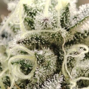 Buy BCN Sour Diesel | Medical Seeds Feminized Seeds