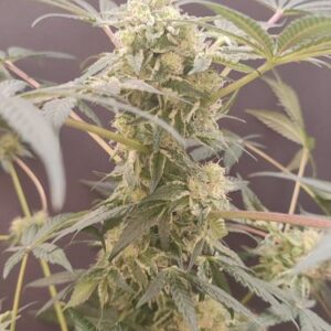 Buy Devil Fruit | Medical Seeds Feminized seeds