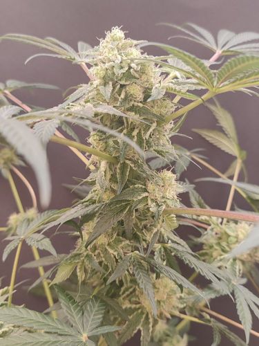 Buy Devil Fruit | Medical Seeds Feminized seeds