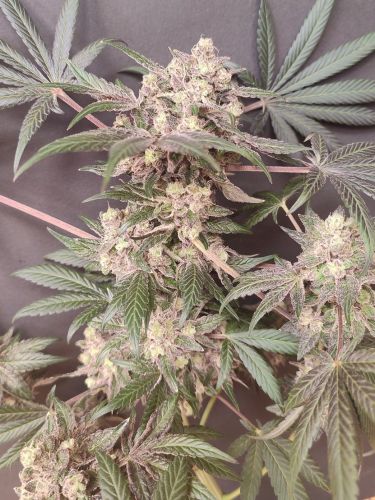 Buy Malakoff | Medical Seeds Feminized Seeds