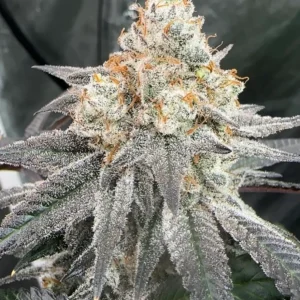 Buy Blockberry x John Truffolta | BlockHead Buds Feminized Seeds