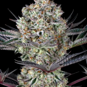 10 Gorilla Zkittlez by Barneys Farm Feminized Seeds