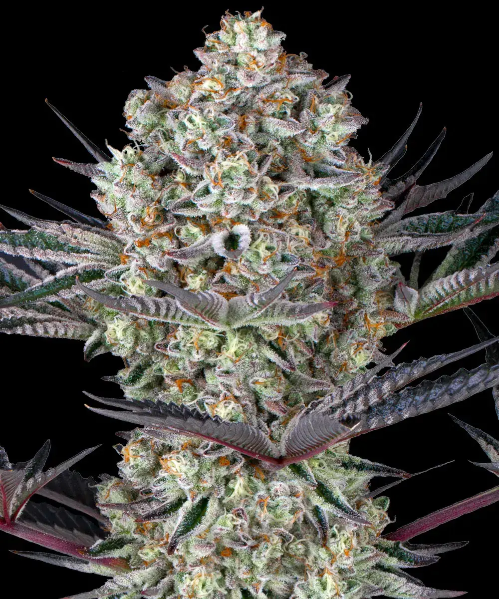 12 Dos Si Dos Auto by Barneys Farm Autoflowering Seeds