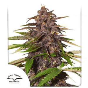 Dutch Passion Forbidden Cherry Auto Fem 12 seeds