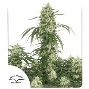 Dutch Passion The Ultimate Fem 12 seeds