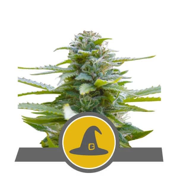 Royal Queen Seeds Exotic Witch Reg 12 pk